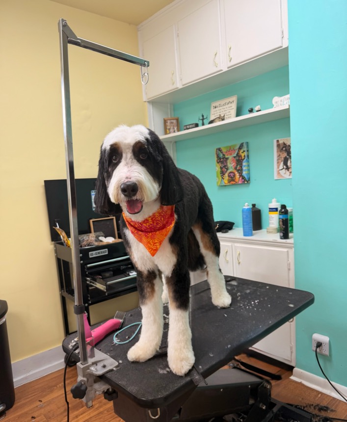Freshly groomed dog at The Dog Groomery