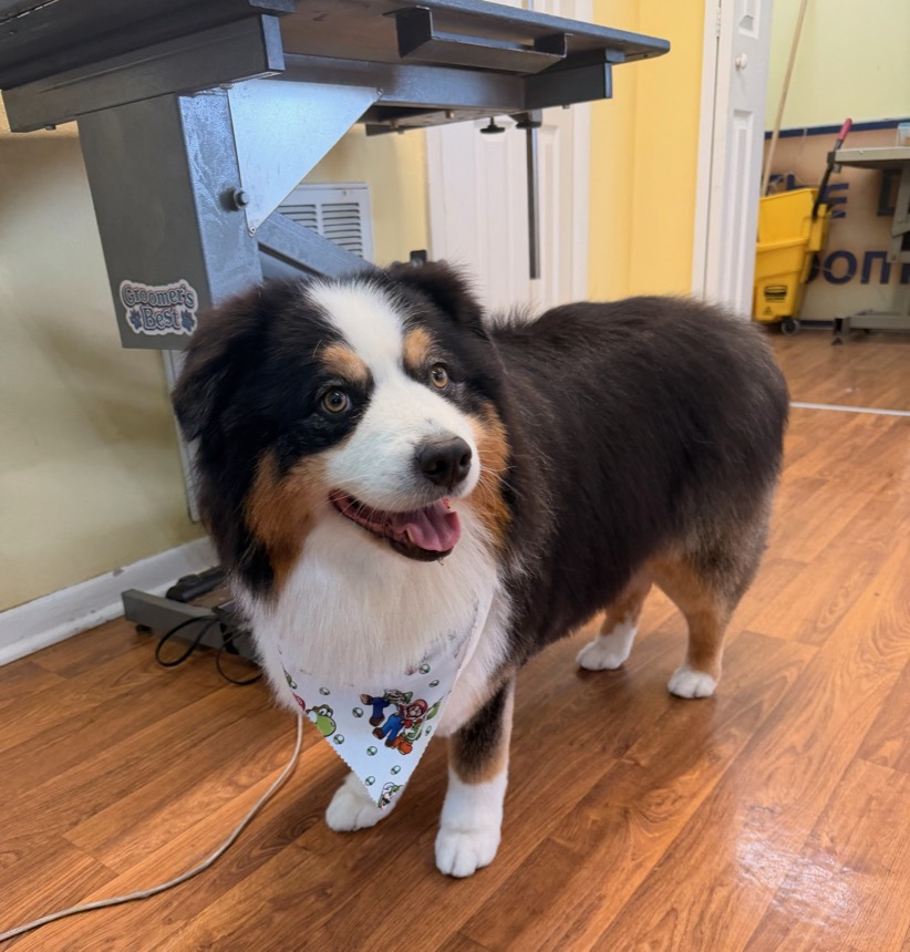 Freshly groomed dog at The Dog Groomery