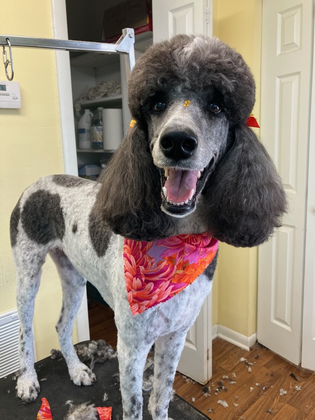 Happy dog after a groom at The Dog Groomery