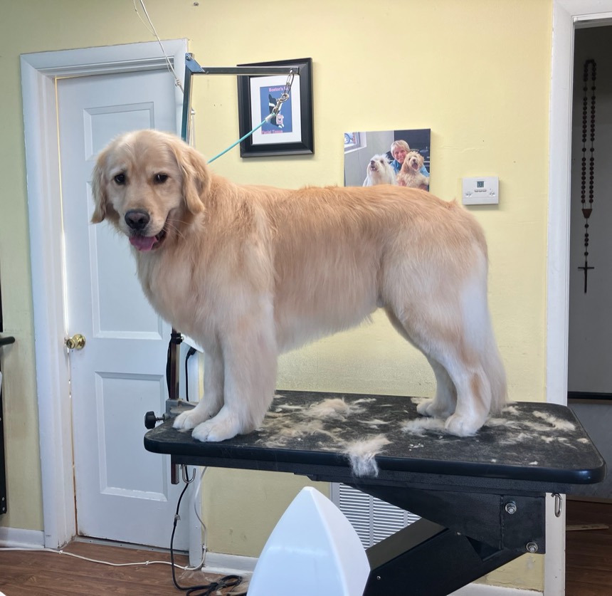 Dog on the grooming table at The Dog Groomery