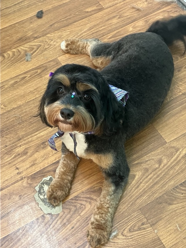 Freshly groomed dog at The Dog Groomery