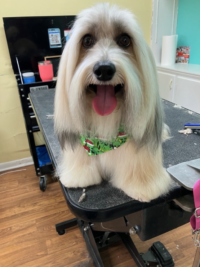 Happy dog after a groom at The Dog Groomery