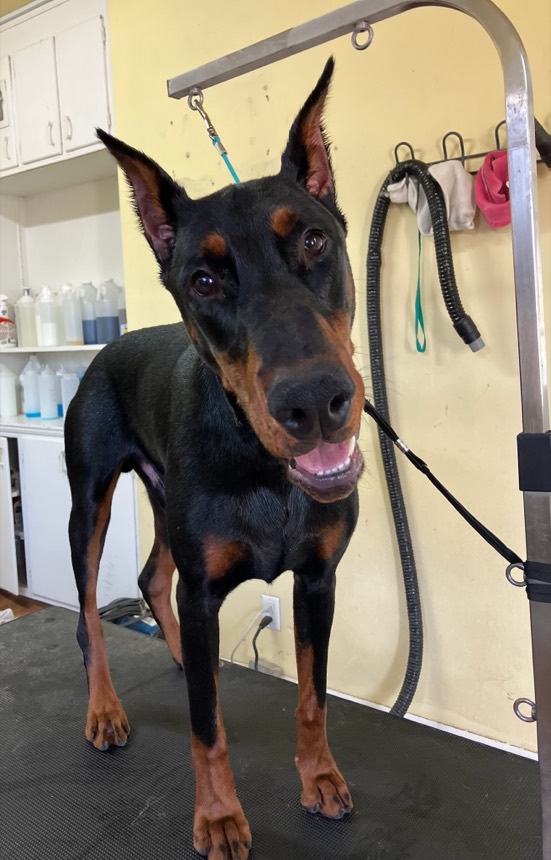 Freshly groomed dog at The Dog Groomery