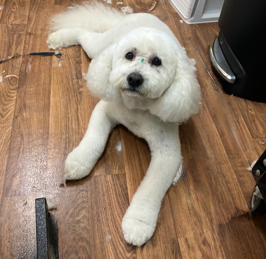 Fluffy freshly groomed dog at The Dog Groomery
