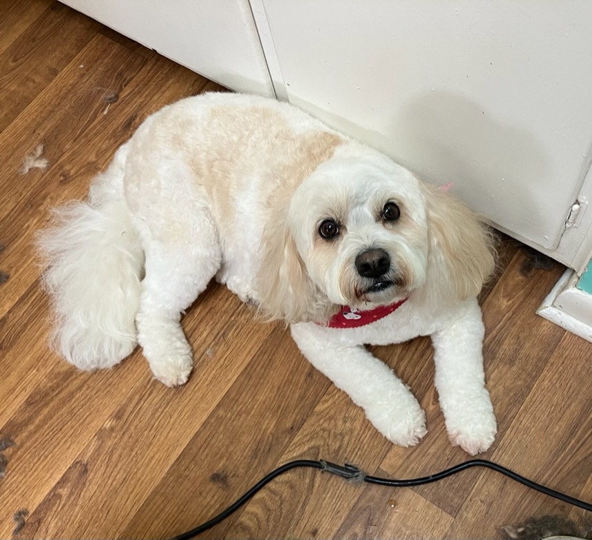 Happy dog after a groom at The Dog Groomery