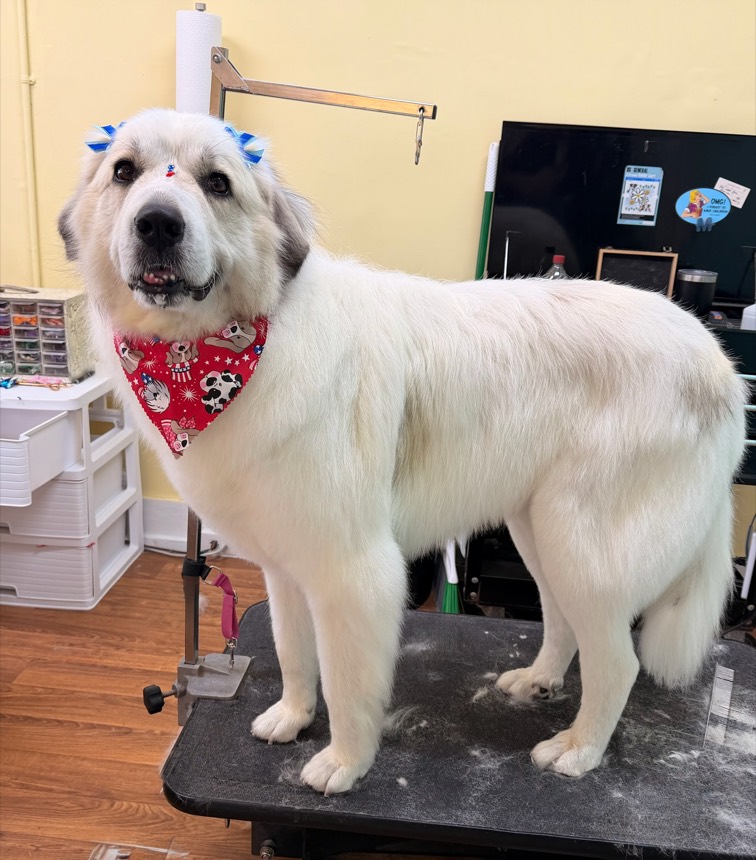 Freshly groomed dog at The Dog Groomery