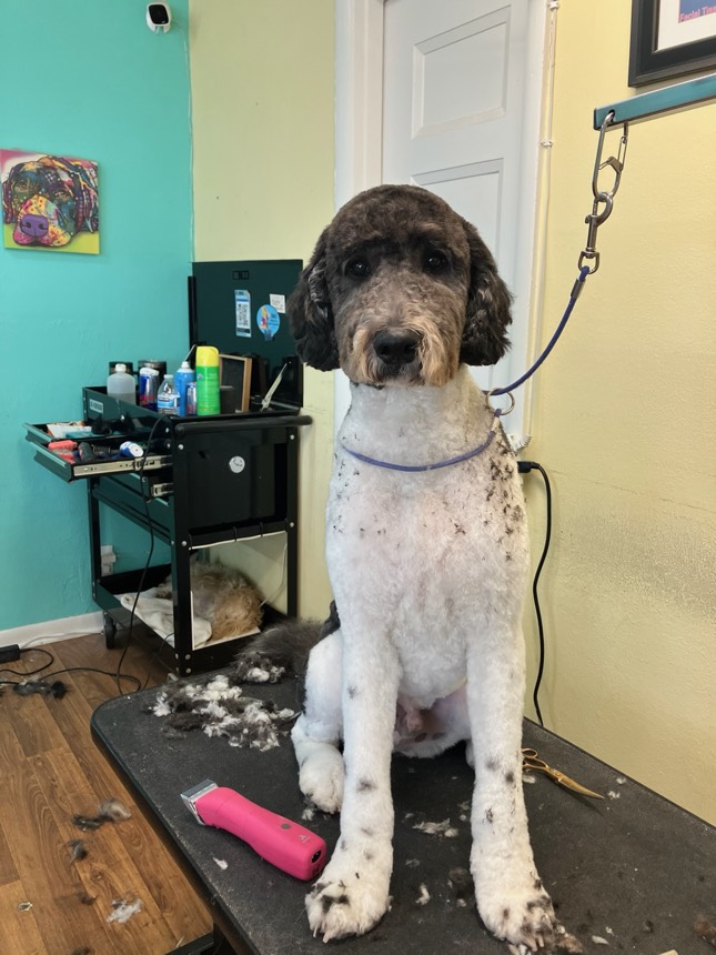 Dog on the grooming table at The Dog Groomery