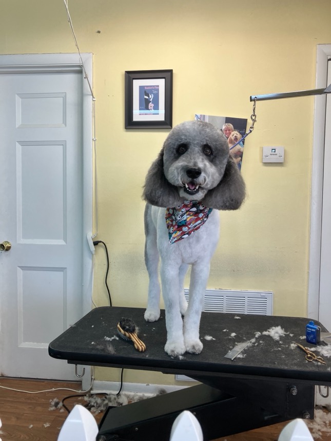 Freshly groomed dog at The Dog Groomery