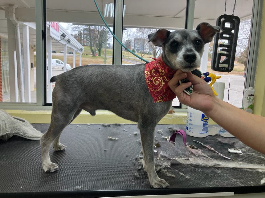 A dog being groomed at The Dog Groomery