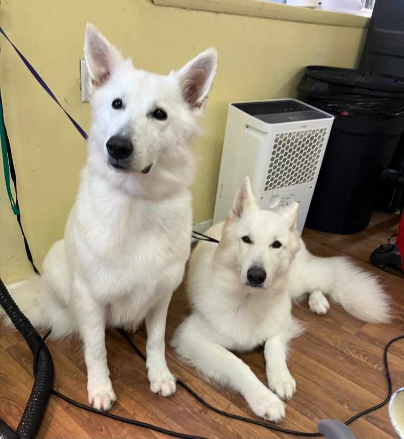 Two freshly groomed dogs at The Dog Groomery
