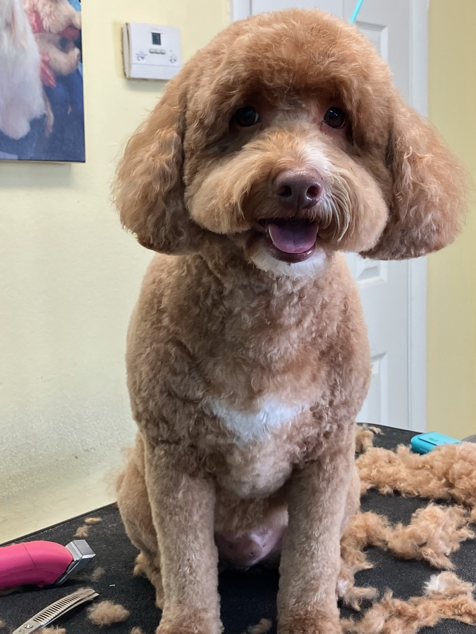 A freshly groomed doodle at The Dog Groomery in Nashville