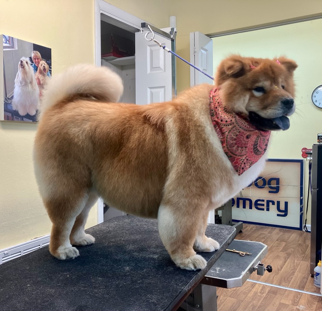 Inside The Dog Groomery, a freshly groomed dog beside our sign